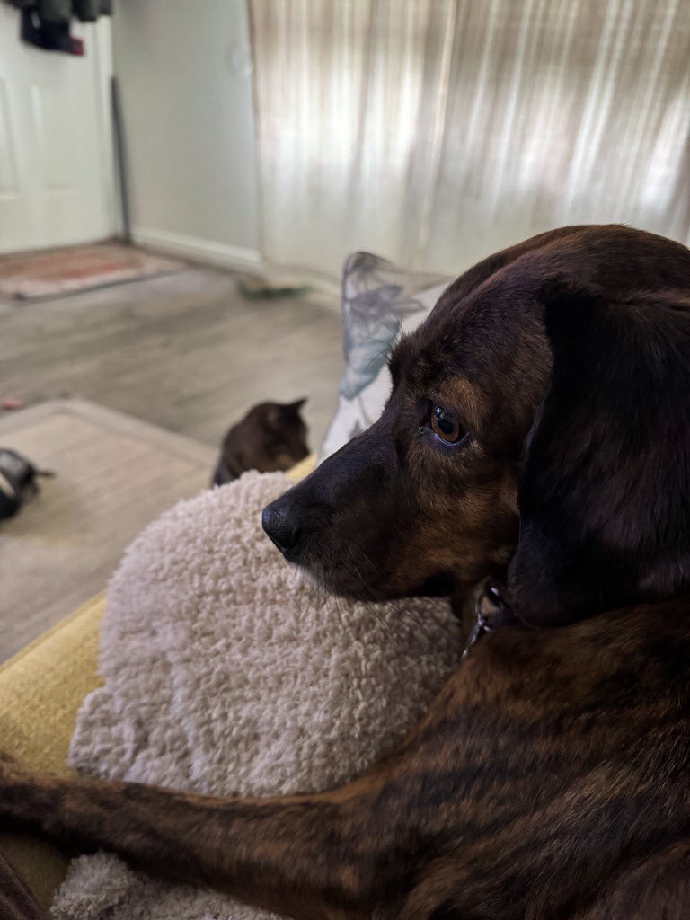 Picture of the Animal Listed